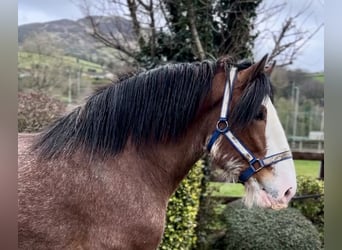 Clydesdale, Étalon, 4 Ans, 181 cm, Bai cerise