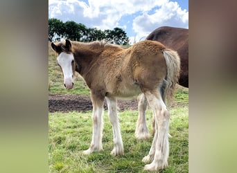 Clydesdale, Étalon, Poulain (01/2024)