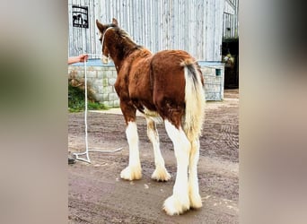 Clydesdale, Étalon, 