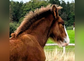 Clydesdale, Étalon, Poulain (06/2026)