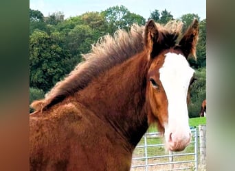 Clydesdale, Étalon, Poulain (06/2026)