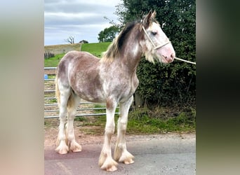 Clydesdale, Étalon, Poulain (03/2025)