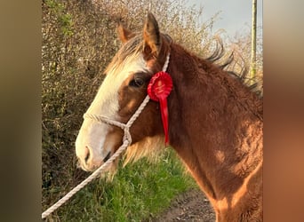 Clydesdale, Étalon, Poulain (04/2024)