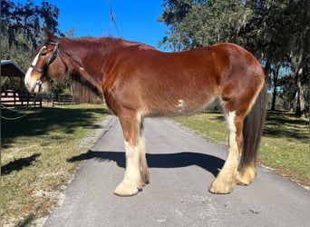 Clydesdale, Gelding, 10 years, 17 hh, Roan-Bay