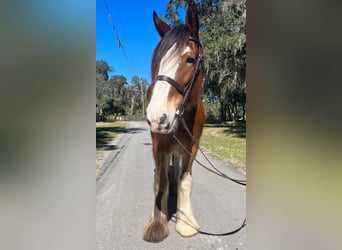 Clydesdale, Gelding, 10 years, 17 hh, Roan-Bay