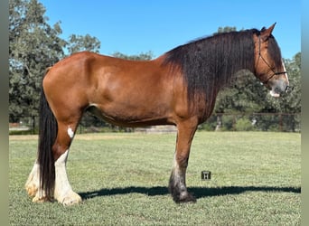 Clydesdale, Gelding, 10 years, 17 hh, Roan-Bay