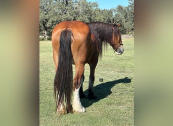 Clydesdale, Gelding, 10 years, 17 hh, Roan-Bay