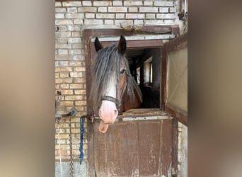 Clydesdale, Gelding, 11 years, Brown