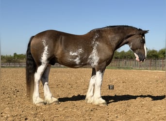 Clydesdale, Gelding, 11 years, Brown
