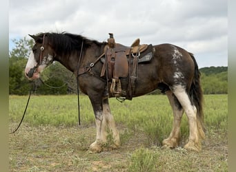 Clydesdale, Gelding, 11 years, Brown
