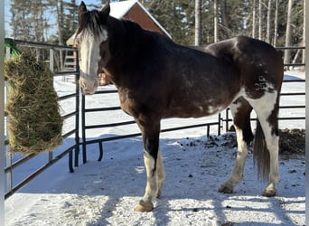 Clydesdale Mix, Gelding, 12 years, 16 hh, Rabicano