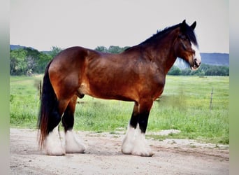 Clydesdale, Gelding, 13 years, 16.1 hh, Bay