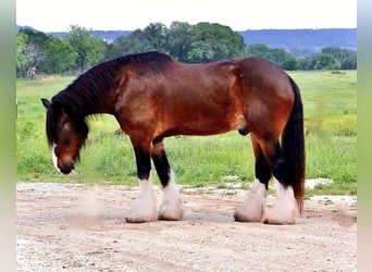 Clydesdale, Gelding, 13 years, 16.1 hh, Bay