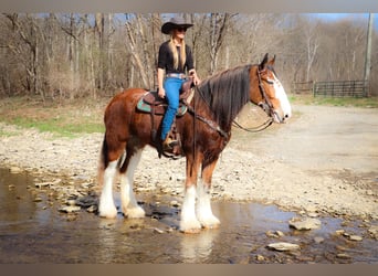 Clydesdale, Gelding, 13 years, 17 hh, Sorrel