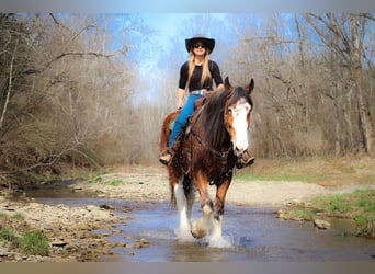 Clydesdale, Gelding, 14 years, 17 hh, Sorrel