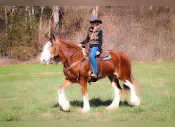 Clydesdale, Gelding, 14 years, 17 hh, Sorrel