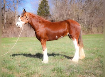 Clydesdale, Gelding, 14 years, 17 hh, Sorrel