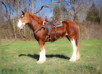 Clydesdale, Gelding, 14 years, 17 hh, Sorrel