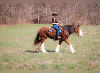 Clydesdale, Gelding, 14 years, 17 hh, Sorrel