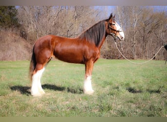 Clydesdale, Gelding, 14 years, 17 hh, Sorrel