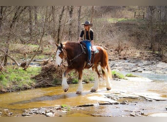 Clydesdale, Gelding, 14 years, 17 hh, Sorrel