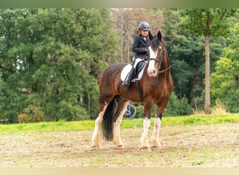 Clydesdale, Gelding, 18 years, 17,1 hh, Brown