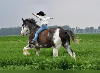 Clydesdale, Gelding, 20 years, 18 hh, Black