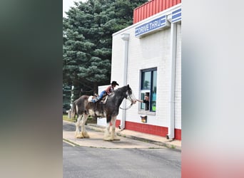 Clydesdale, Gelding, 20 years, 18 hh, Black