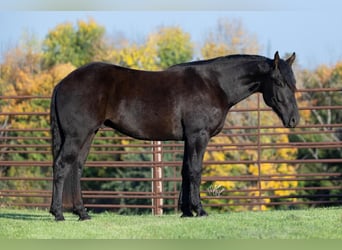 Clydesdale Mix, Gelding, 3 years, 15.3 hh, Black