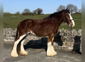 Clydesdale, Gelding, 4 years, 16.2 hh, Bay