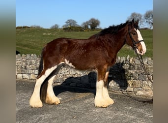 Clydesdale, Gelding, 4 years, 16.2 hh, Bay