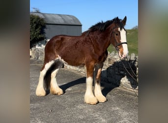 Clydesdale, Gelding, 4 years, 16.2 hh, Bay