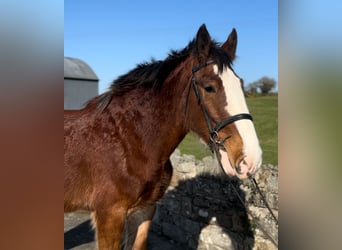 Clydesdale, Gelding, 4 years, 16.2 hh, Bay