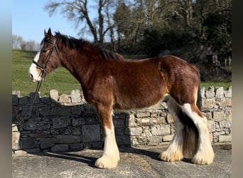 Clydesdale, Gelding, 4 years, 16.2 hh, Bay