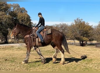 Clydesdale, Gelding, 4 years, 16,3 hh, Bay