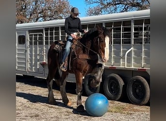 Clydesdale, Gelding, 4 years, 16,3 hh, Bay