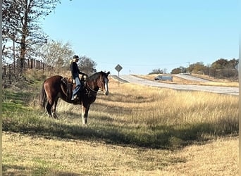 Clydesdale, Gelding, 4 years, 16,3 hh, Bay