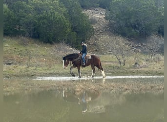 Clydesdale, Gelding, 4 years, 16,3 hh, Bay