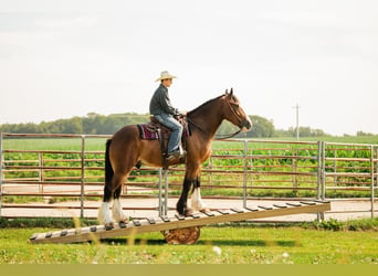 Clydesdale Mix, Gelding, 4 years, 16 hh, Bay