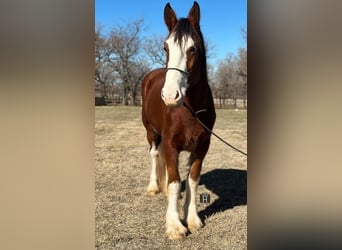 Clydesdale, Gelding, 4 years, 16 hh, Roan-Bay