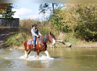 Clydesdale, Gelding, 4 years, 16 hh, Roan-Bay