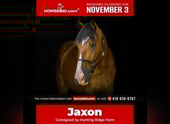 Clydesdale Mix, Gelding, 5 years, 16.1 hh, Bay