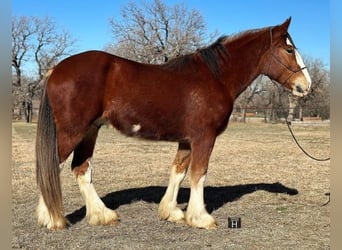 Clydesdale, Gelding, 5 years, 16 hh, Roan-Bay