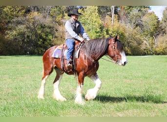 Clydesdale, Gelding, 5 years, 16 hh, Roan-Bay