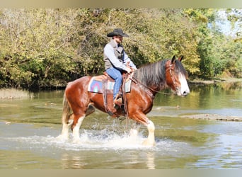 Clydesdale, Gelding, 5 years, 16 hh, Roan-Bay