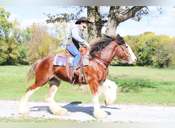 Clydesdale, Gelding, 5 years, 16 hh, Roan-Bay