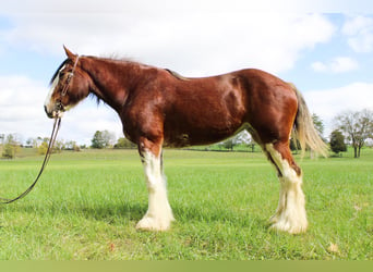 Clydesdale, Gelding, 5 years, 16 hh, Roan-Bay