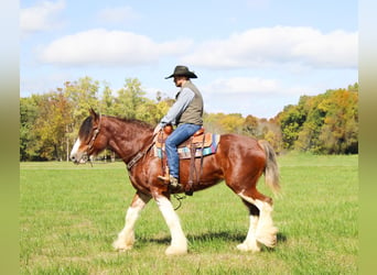 Clydesdale, Gelding, 5 years, 16 hh, Roan-Bay