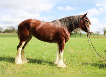 Clydesdale, Gelding, 5 years, 16 hh, Roan-Bay