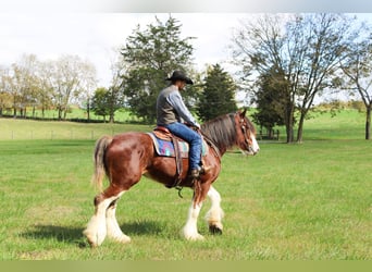 Clydesdale, Gelding, 5 years, 16 hh, Roan-Bay